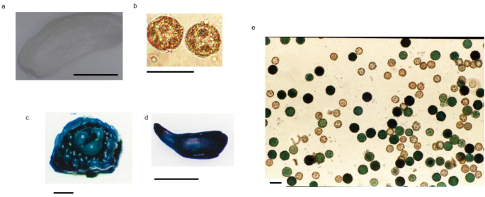 PCTOCjournal's tweet photo. Agrobacterium strain, promoter of selection marker gene, medium for co-cultivation and regeneration, and culture vessel were important for efficient transformation in carnation

https://t.co/BAr21jwbJC https://t.co/IdLq7zqnC8