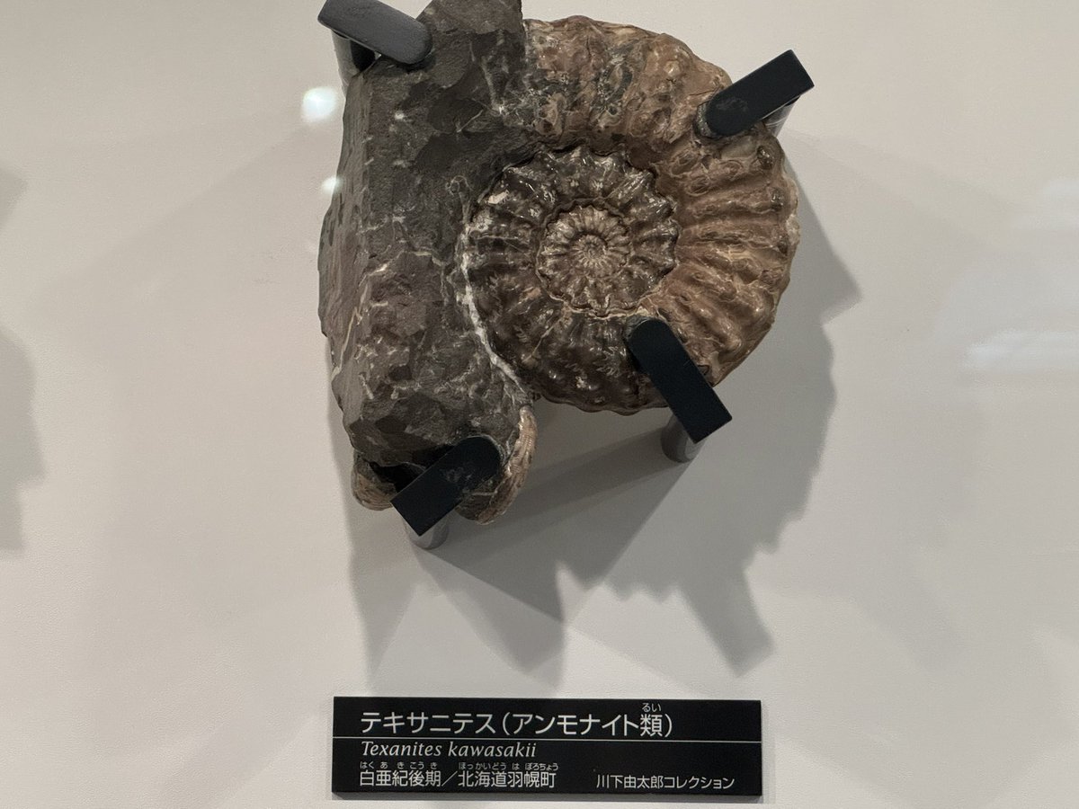 金曜日だから化石貼る 国立科学博物館 日本館 テキサニテス