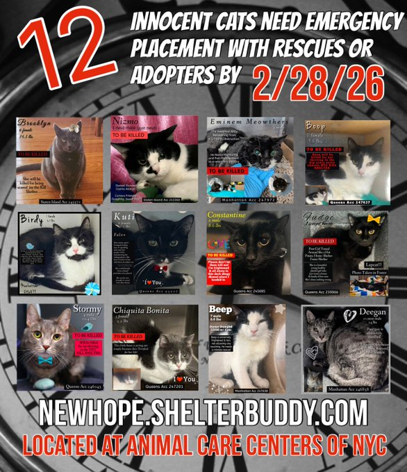 JLthekid9999's tweet photo. ๐๐THE 12 (๐ฑ๐ฑ๐ฑ)- POOR CATS BELOW ARE ALL AT RISK OF EU ON 3-1-26๐ฑ๐ฑ๐ฑ
๐๐ฟ๐ฟMOST URGENT ON LIST ARE:
1. EMINEM MEOWTHERS (MEDICAL KITTY)-He is a young sweet cat and recovering from a urinary obstruction. He needs monitoring and pain management in a veterinary clinic to recover. This evaluation/diagnosis means that EMINEM MEOWTHERS will be given very little time for rescue/foster/adoption. ๐ฅ๐ฅ๐ฅ๐ฅ
2. BROOKLYN, NIZMO, KUTI (& KUTU) - ALL VERY LOW ON PLEDGES - BEING OVERLOOKED AND IGNORED IN SHELTER AND ON X
-AT HIGHEST RISK FOR EU/SILENT KILL๐ฑ ๐๐๐
PLEDGES WILL HELP STIMULATE RESCUE INTEREST FOR ALL๐๐๐
NOW IS THE TIME TO ACT FOR THESE LITTLE ONES-๐ฅน๐ฅน๐๐
PLEASE SHARE AND PLEDGE IF YOU CAN- CONTACT RESCUES/FOSTERS/ADOPTERS.
@AdamsPaulGrimke
@mehser12
Thank you