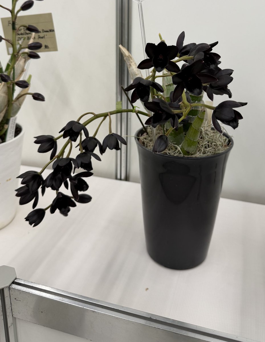 北条早雲@タケノコ蘭沼 (@chakky12031020) / Posts / X