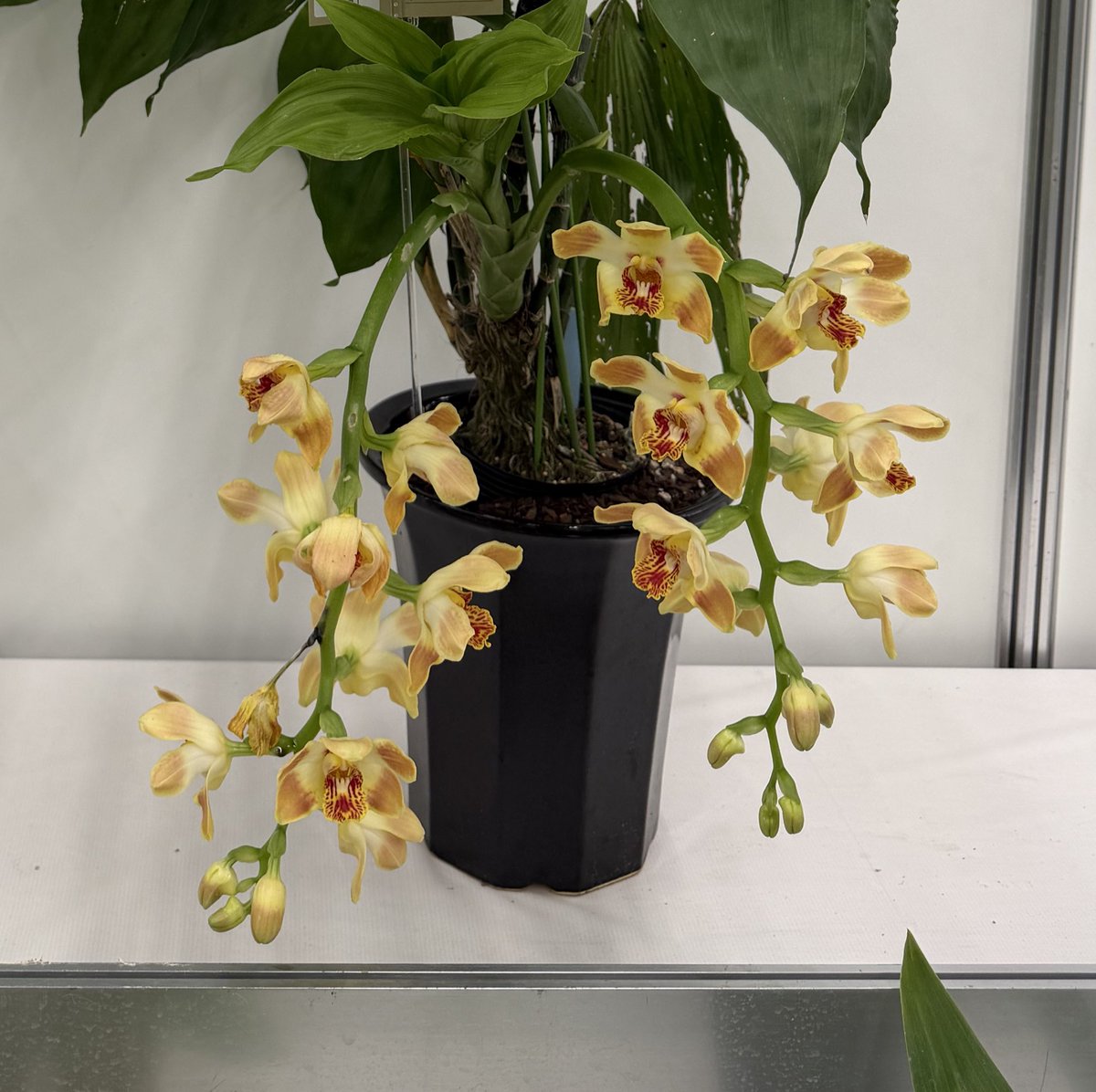 北条早雲@タケノコ蘭沼 (@chakky12031020) / Posts / X