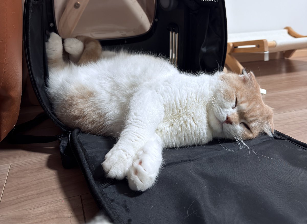 PIKASONIC tweet media