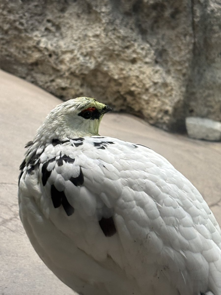 cocokonomi's tweet photo. 雷鳥愛あふれる息子が撮ってきた写真🐥 https://t.co/xYwUO5c2Sz