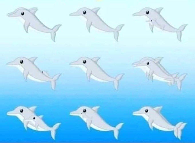 Görselde kaç tane yunus balığı var