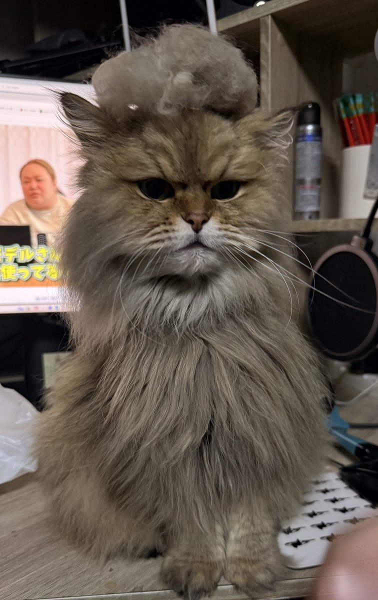 amk5469's tweet image. 換毛期の風太くん。
ごっそり抜ける毛。
それに驚く風太くん。
それおぬしの毛なんだぞ、と頭に乗せてみた。

猫リーゼントの完成🐈

#猫のいる暮らし
#猫　#猫好きと繋がりたい
#cat