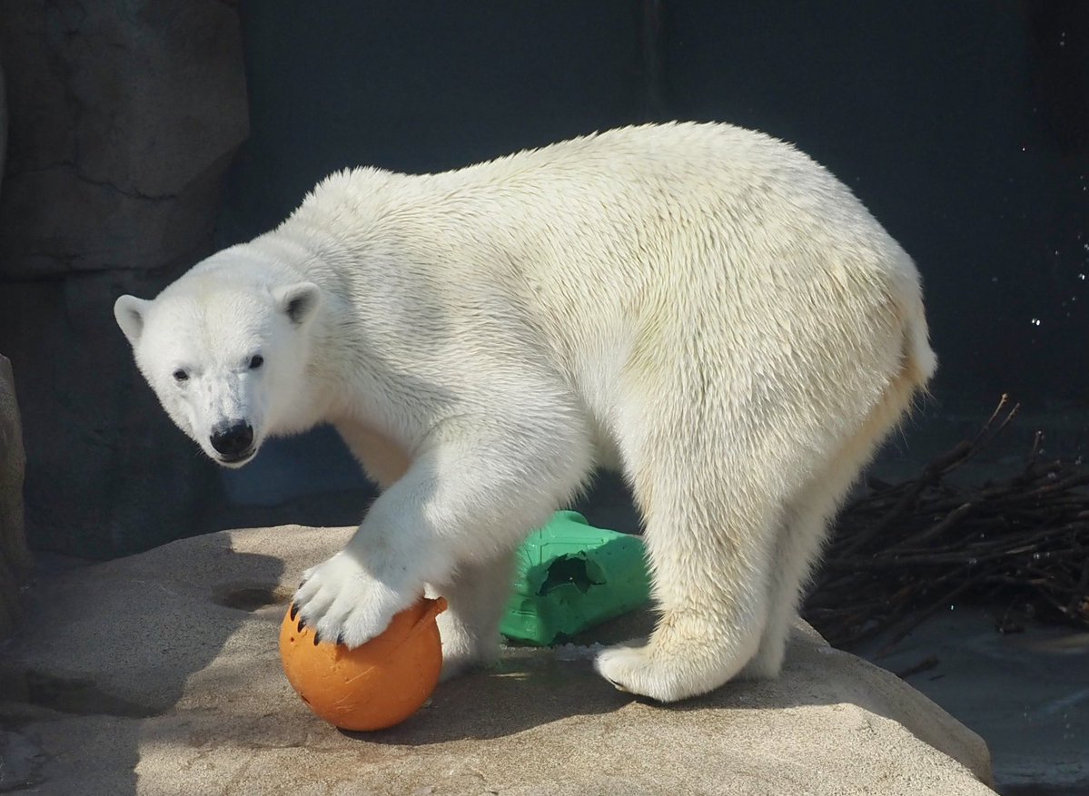 #国際ホッキョクグマの日
#ゆめ #王子動物園
2026.2
