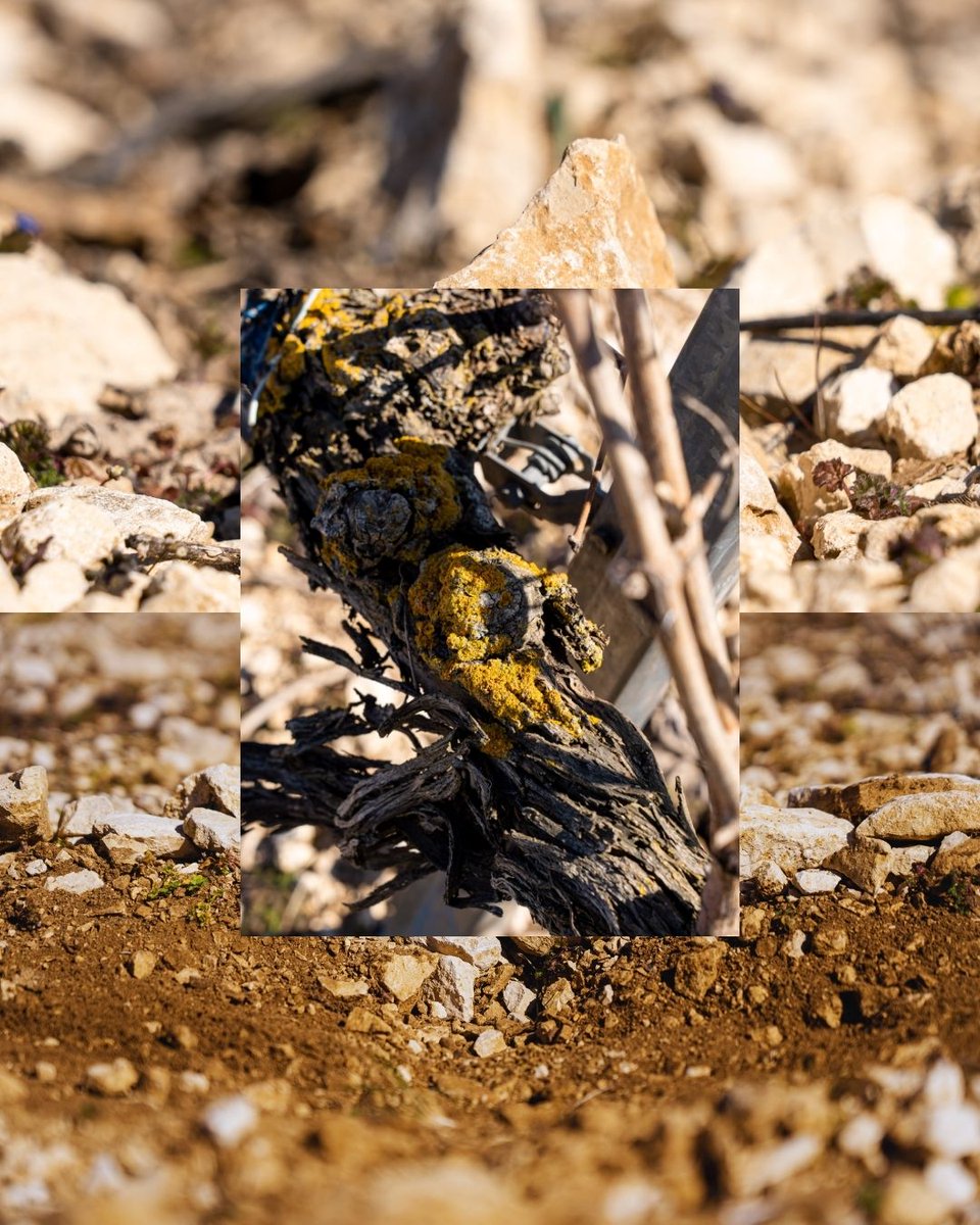 BodegasBriego tweet media