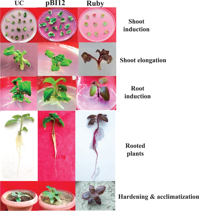 Plant Cell, Tissue and Organ Culture tweet media