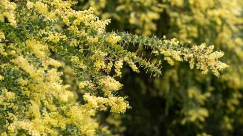 MsChelseaEvans's tweet photo. @perritodlplaya Here's a wattle bush, mate. Genuine Aussie bush. https://t.co/tmRKGY8ytp