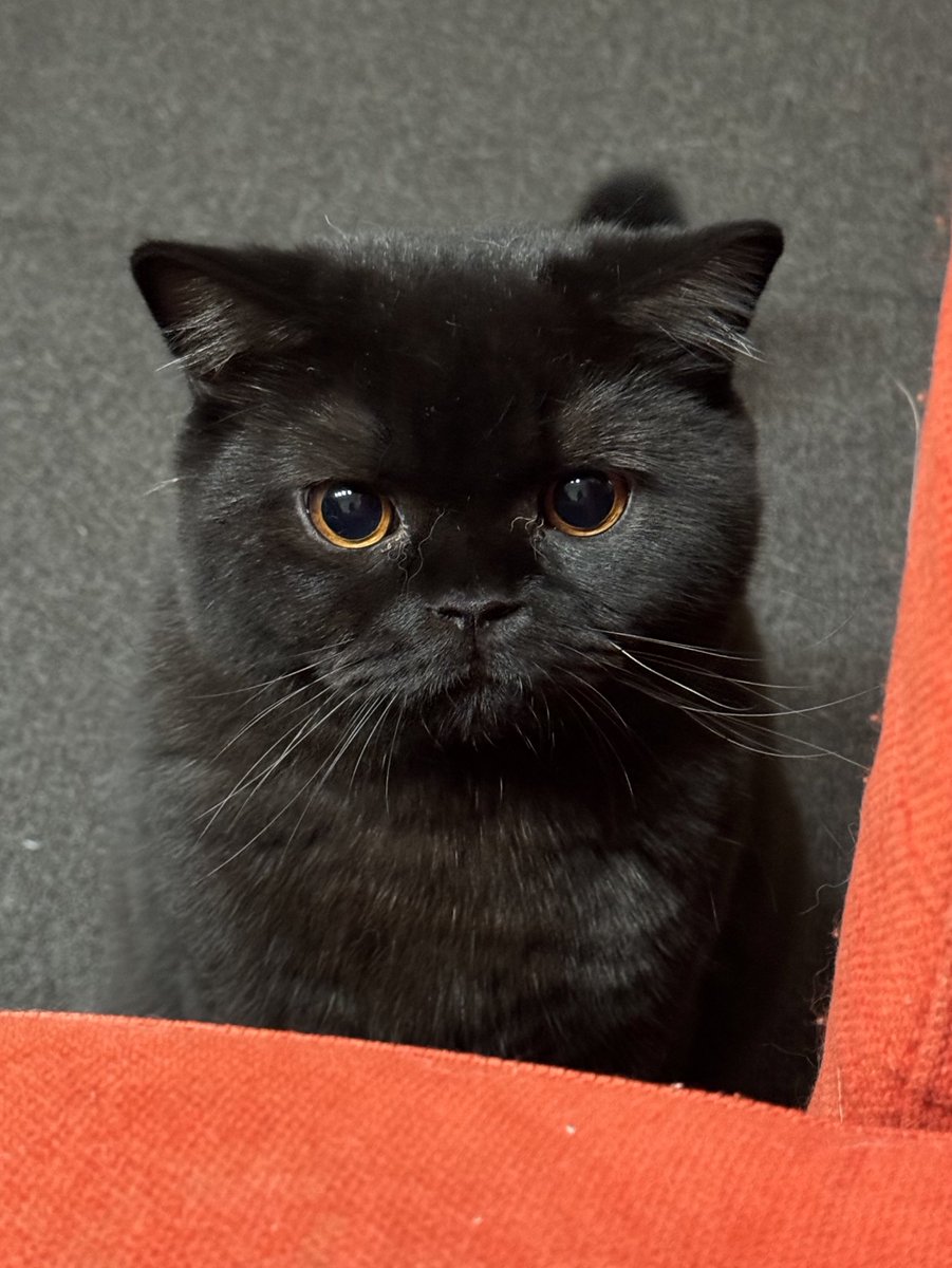 猫は液体 (@jirosan77) / Highlights / X