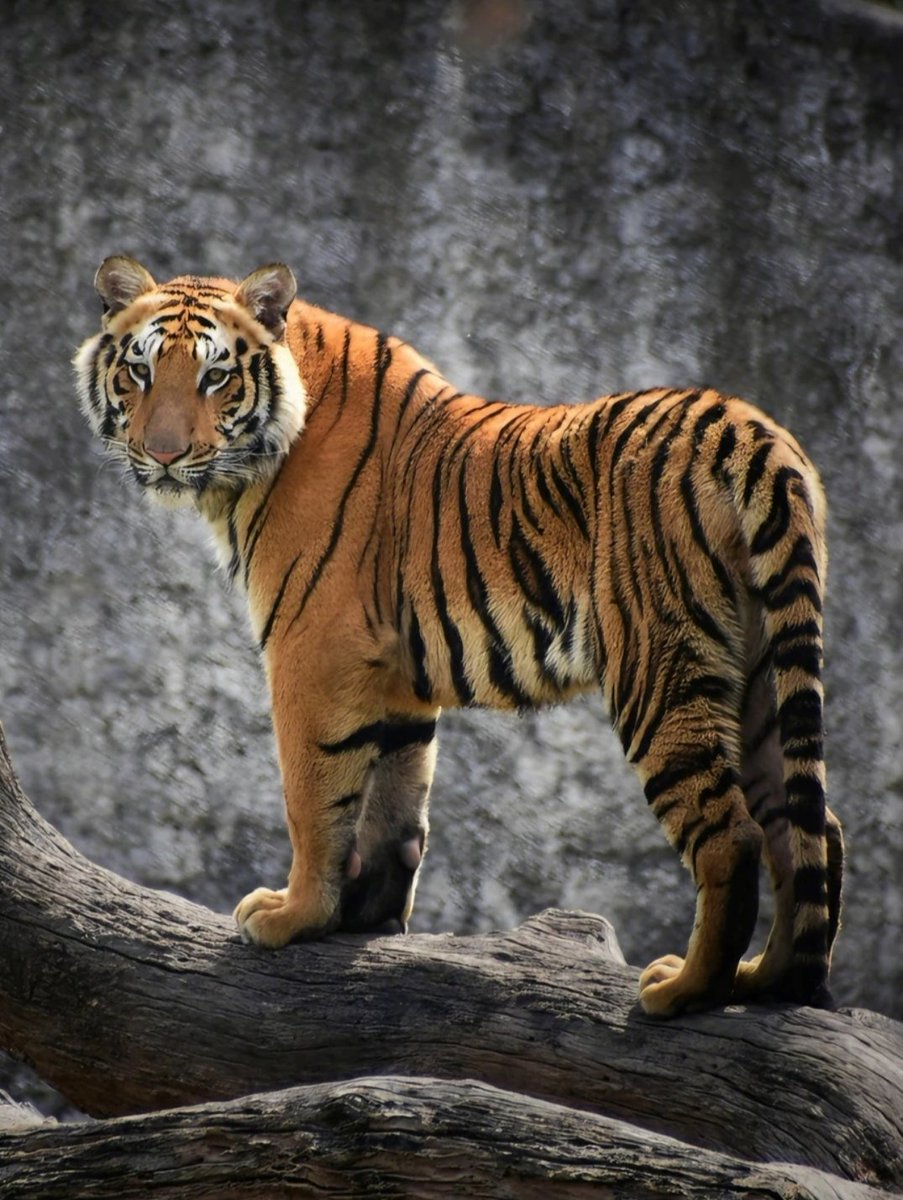 The best hunter!!
Royal Bangal tiger.
Our national pride.

Good Night dear X Champs!!
সবাইকে শুভ রাত্রি।।