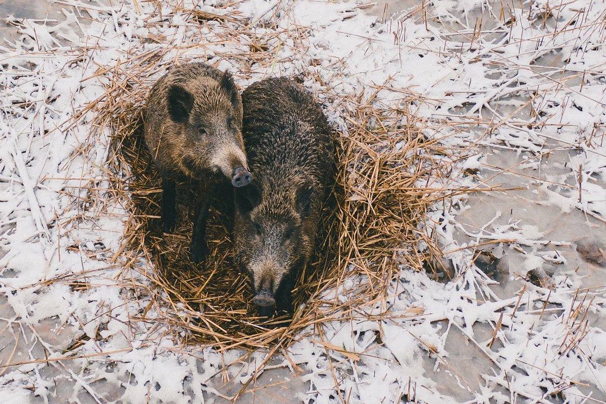 Krajewski rozbraja kłamstwa

Zmiany w rozliczaniu odstrzałów sanitarnych. Skończy się premiowanie odstrzału loch, a koła łowieckie będą miały więcej środków.

wildmen.pl/polowanie/kraj…