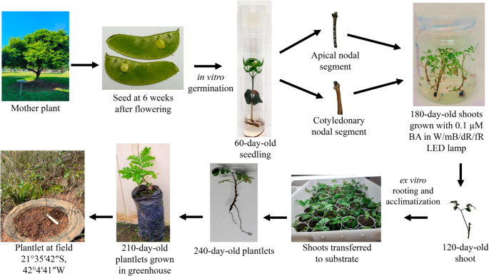 Plant Cell, Tissue and Organ Culture tweet media