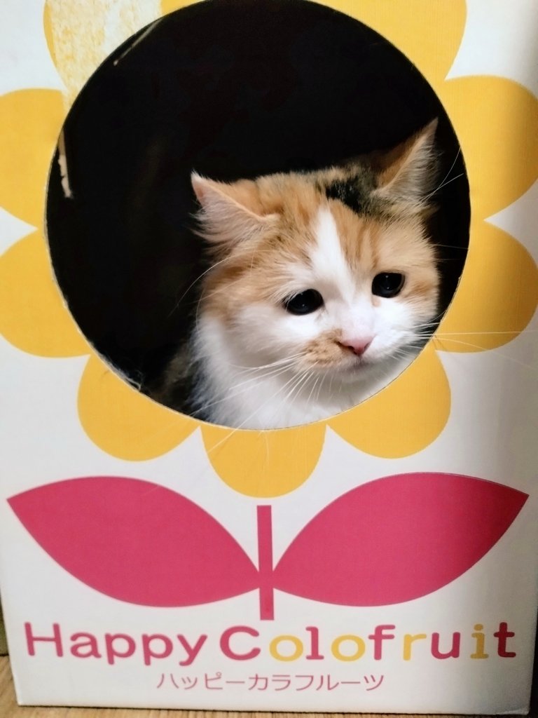 ネコ好きおじさん (@nekomito0729) / Posts / X