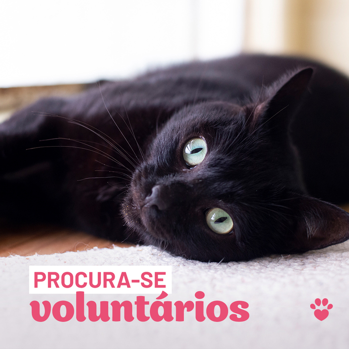 A Catland está em busca de novos voluntários que queiram fazer o bem! ❤️

Pode participar na lojinha nos eventos? Venha para o nosso time e ajude os felinos a conseguirem uma vida melhor! 😻

Mais informações: rh@catland.org.br
