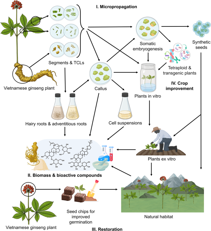 Plant Cell, Tissue and Organ Culture tweet media