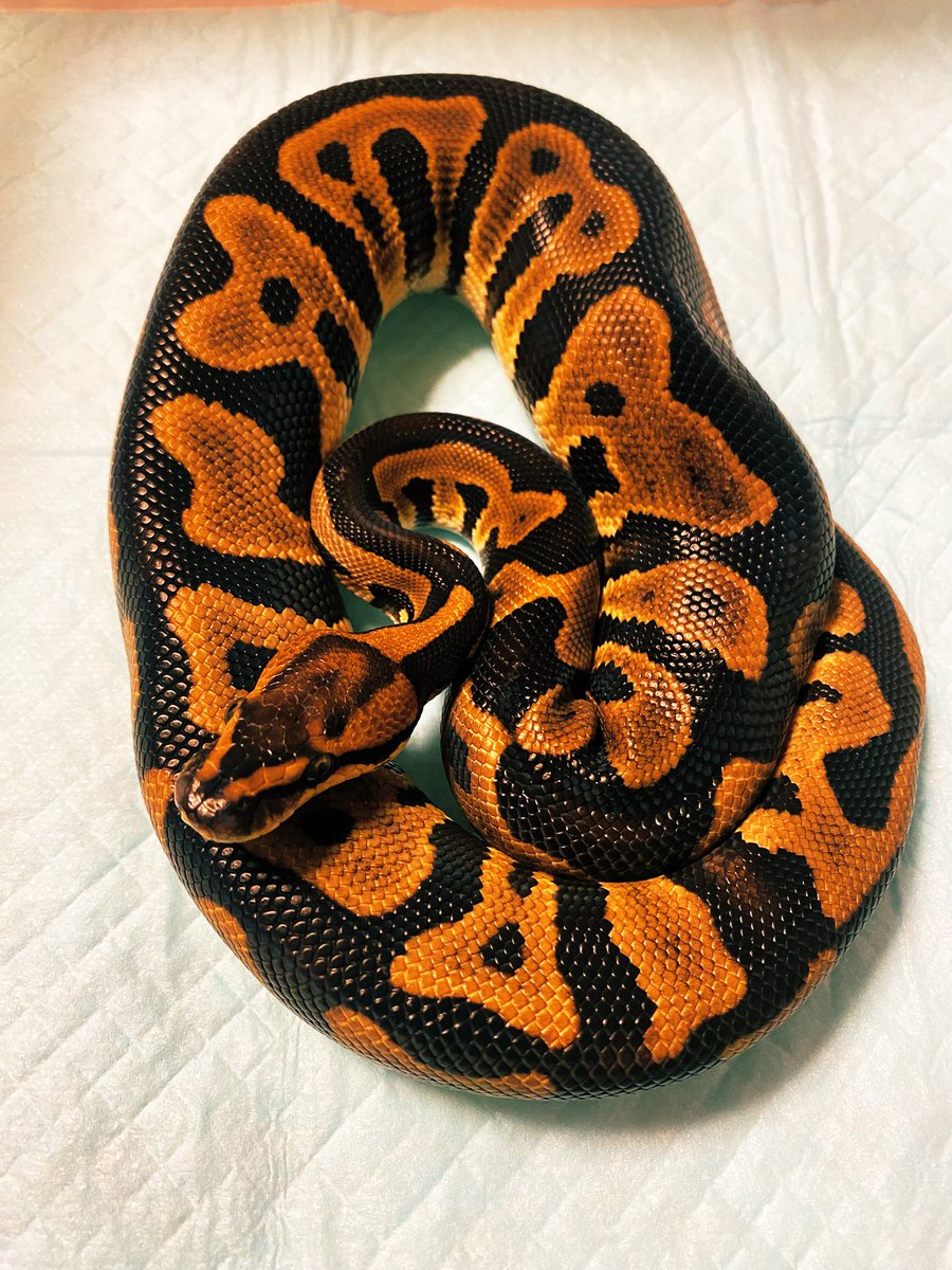 藍月 エルナ ❄️ tweet media