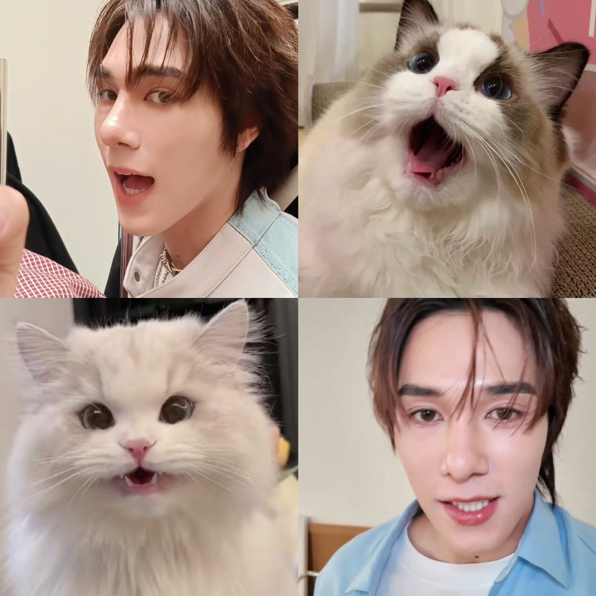 น่ารักตาแป๋วมากขอจับหน่อยได้ไหม  ≽^• ˕ • ྀི≼