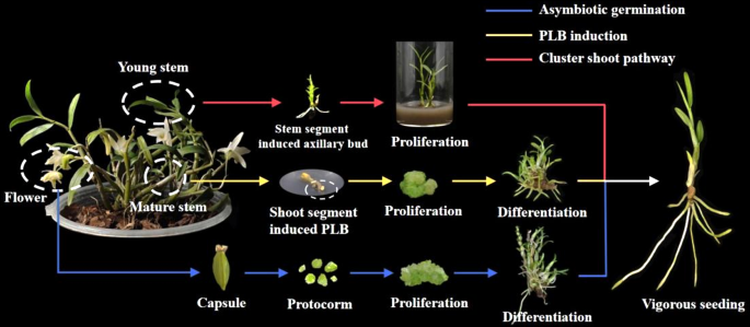Plant Cell, Tissue and Organ Culture tweet media