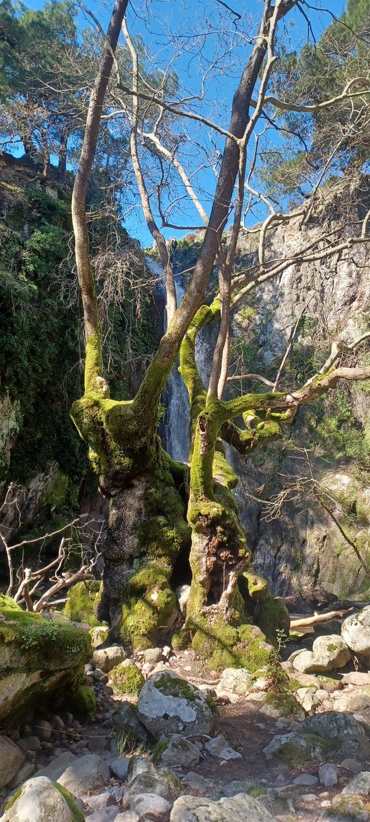 Panayiotis G Dimitrakopoulos tweet media