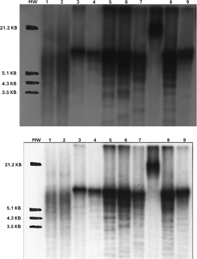 Plant Cell, Tissue and Organ Culture tweet media