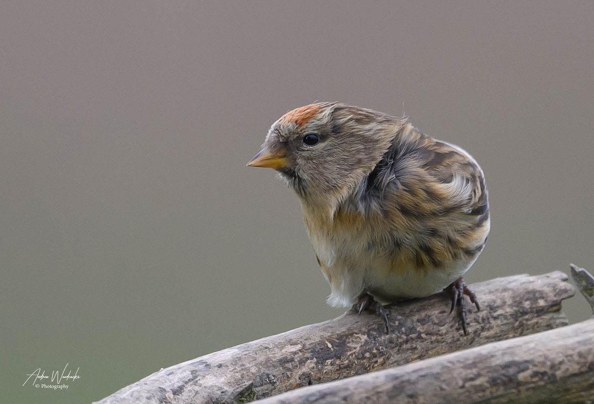 LDV_NNR's tweet photo. It's also been a good winter for both Siskin and Redpoll in the local area, especially the lowland heath and birch woodland of #SkipwithCommon NNR and the canal side alders along the Pocklington Canal. Thanks to Andrew Woodcock for these lovely images taken last week πΈ https://t.co/jKgEJMvOp6