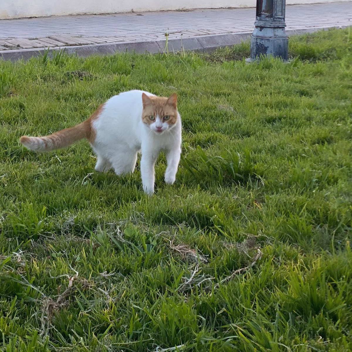 Tahani 🍊 tweet media