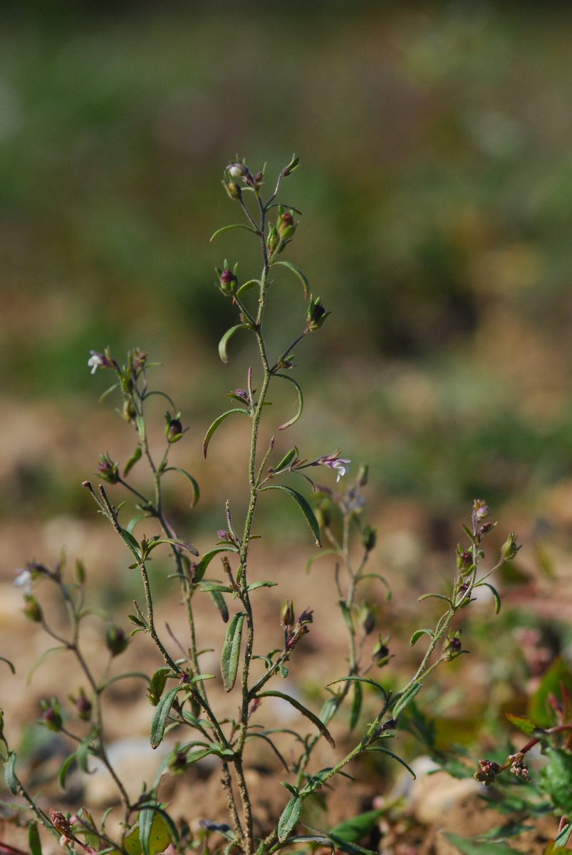 ArableEmily #formerlyknownasweeds tweet media