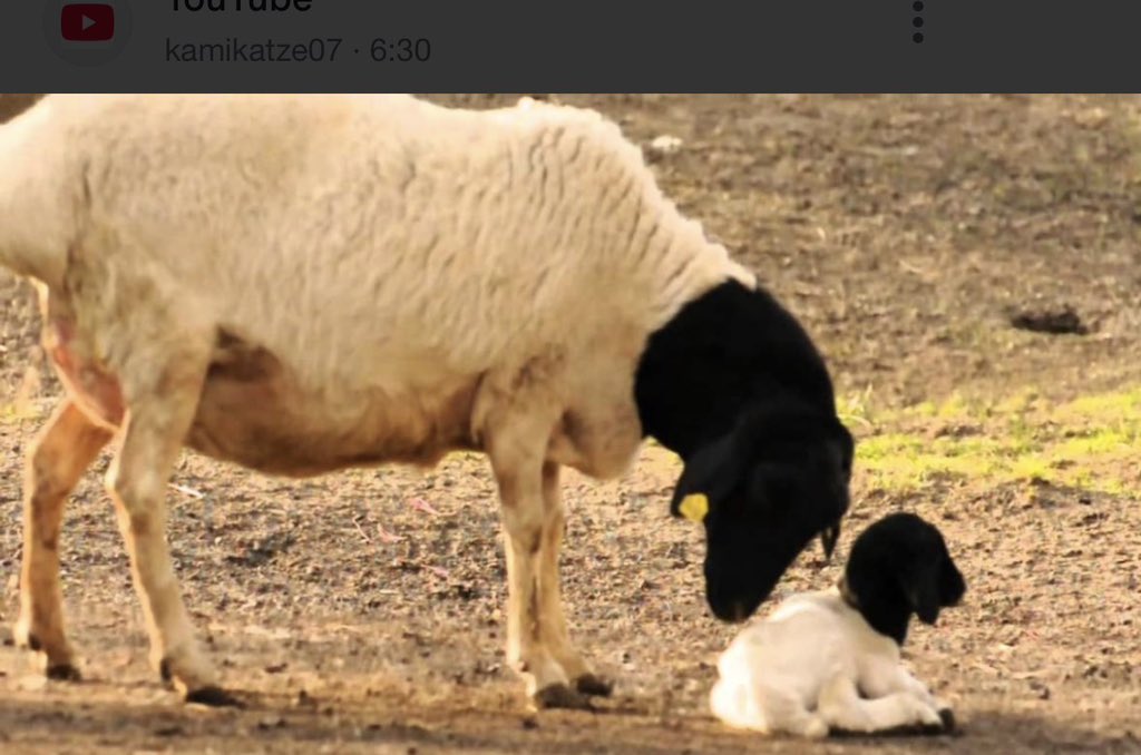 Abdi Mohamud Omer tweet media