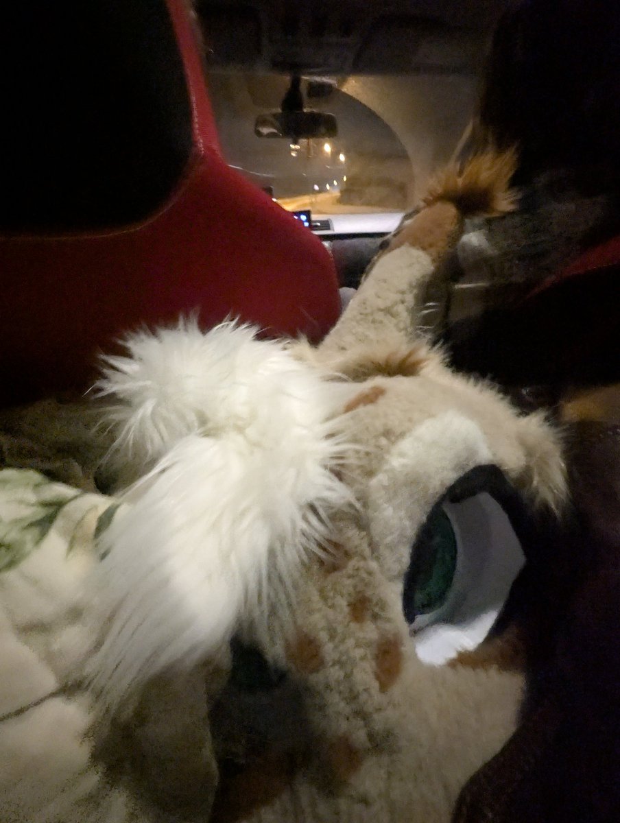 TheWolfPilot tweet media