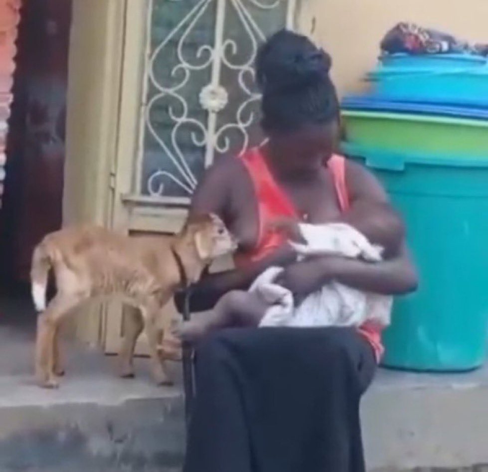 Mom's got enough love (and milk) for everyone. 🍼🤱🐐❤️