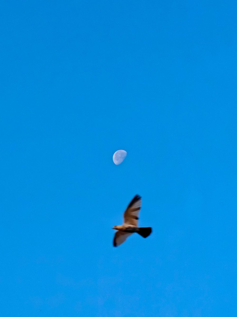 blueskywhale17's tweet photo. Aligned ๐ฆ๐
#FebruaryFrames
#ShotOnSnapdragon
#ShotOnOnePlus
#MadeWithLightroom
@oneplus
@Snapdragon
@Lightroom https://t.co/rP07QxWt1n