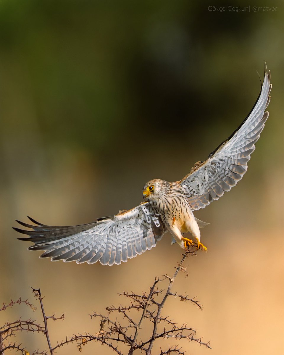 Gökçe Coşkun tweet media