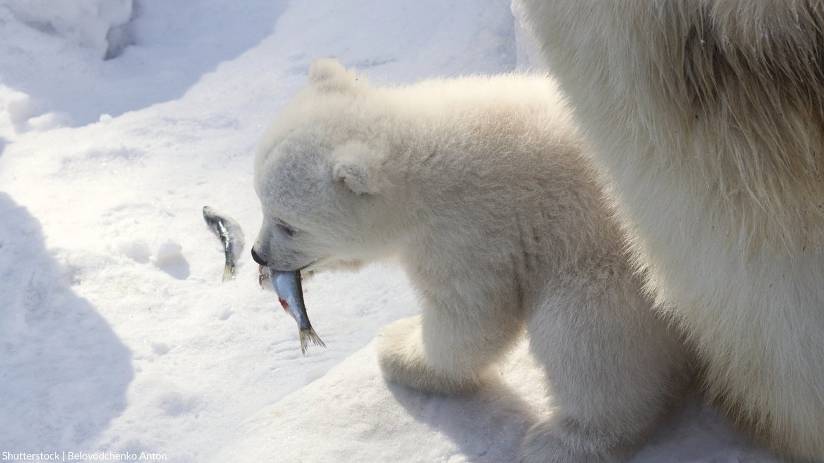 oceana's tweet photo. Polar bears are a keystone species, essential to keeping the Arctic ecosystem in balance.

But they’re facing a new threat as some members in Congress aim to weaken their protections. 

These irreplaceable animals don’t have a voice. Use yours: https://t.co/kwI8EP7Fxn https://t.co/JdEGZvBmuw