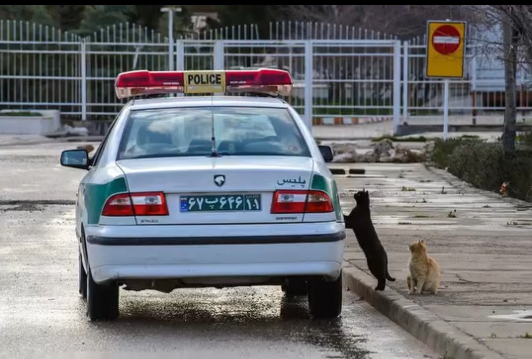 🌸دختر ترك🌸 اکانت جدیدم🟥 ☫ 🟩 tweet media