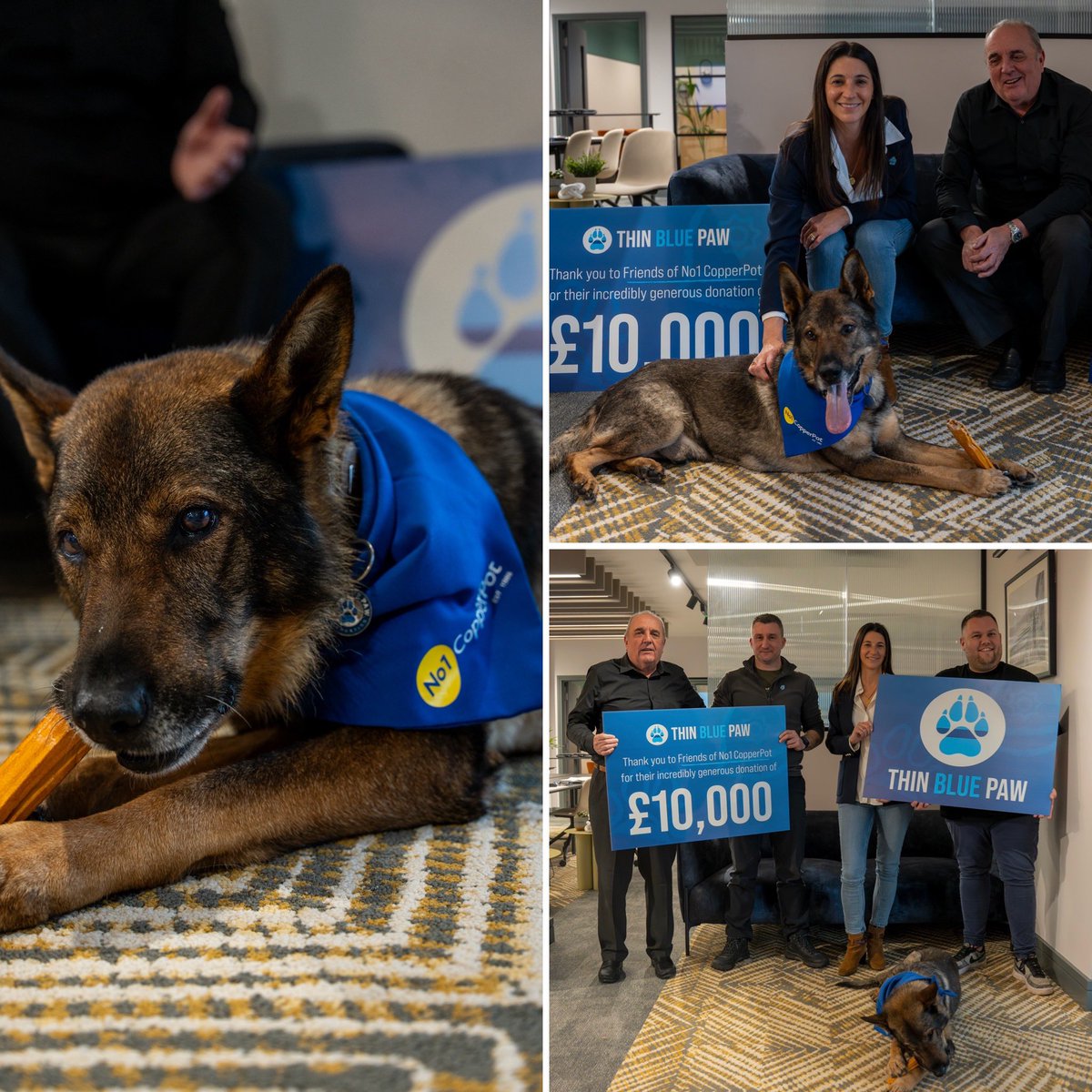 ThinBluePaw's tweet photo. Last week, RPD Riley, who served with Derbyshire Police and recently needed over £7,000 in life saving surgery for sepsis, joined our Founder, Kieran Stanbridge, to visit the team at #No1CopperPot to collect a very generous donation of £10,000. We are incredibly grateful to them for this donation, which will enable us to continue to be there for retired police dogs across the country in their time of need. Thank you! 💙🐶🚔🇬🇧