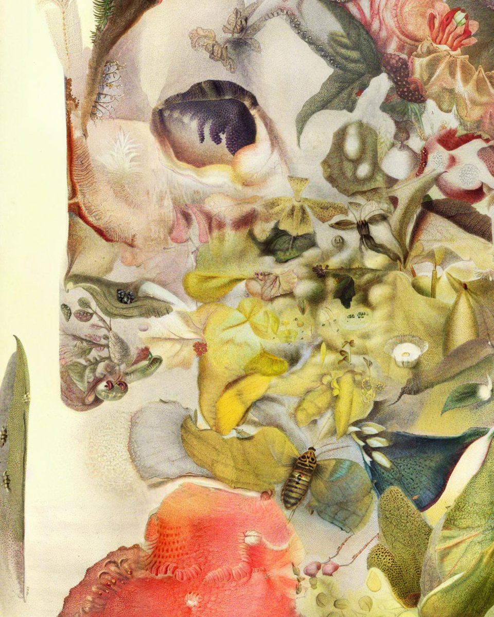 Sofia Crespo 🪸 tweet media