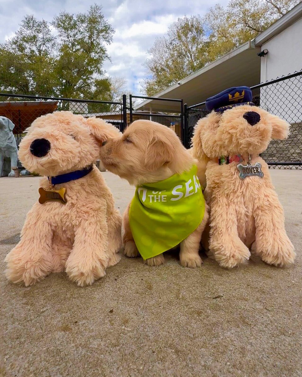 Royal Caribbean tweet media