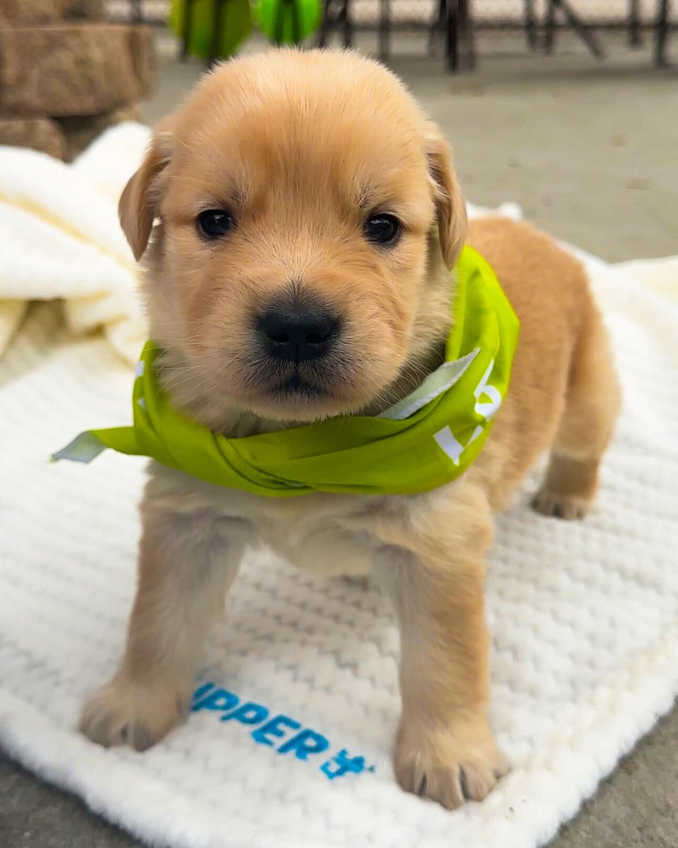 Royal Caribbean tweet media