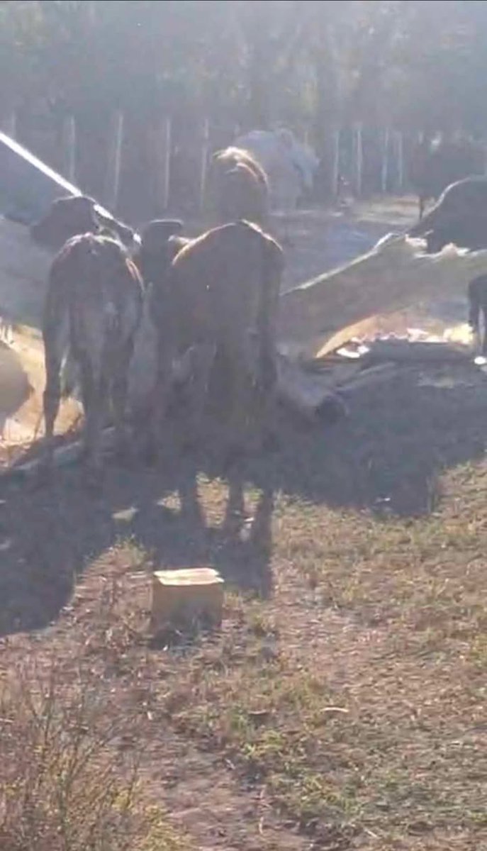 Colectivo GeoComunes tweet media