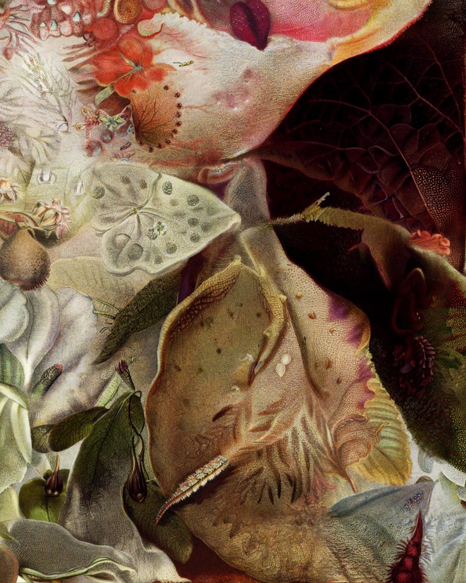 Sofia Crespo 🪸 tweet media