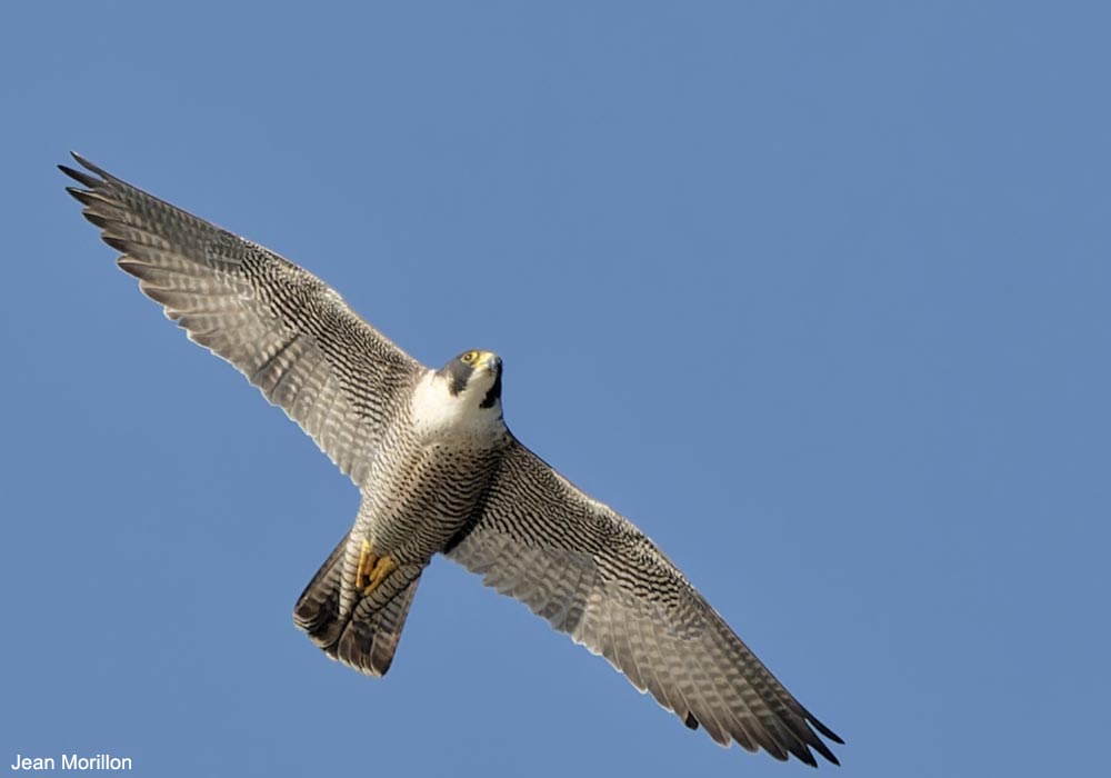 Ornithomedia's tweet photo. Sortie nature dédiée au Faucon pèlerin, le prince des airs, à Sauvigny (Meuse) le 7 mars 2026 ➡️ Cliquez sur ce lien pour en savoir plus : https://t.co/YOe3k8pltZ #oiseaux #birds #ornithologie #ornithomedia #ornithology @deptmeuse https://t.co/xDavyxyc4U