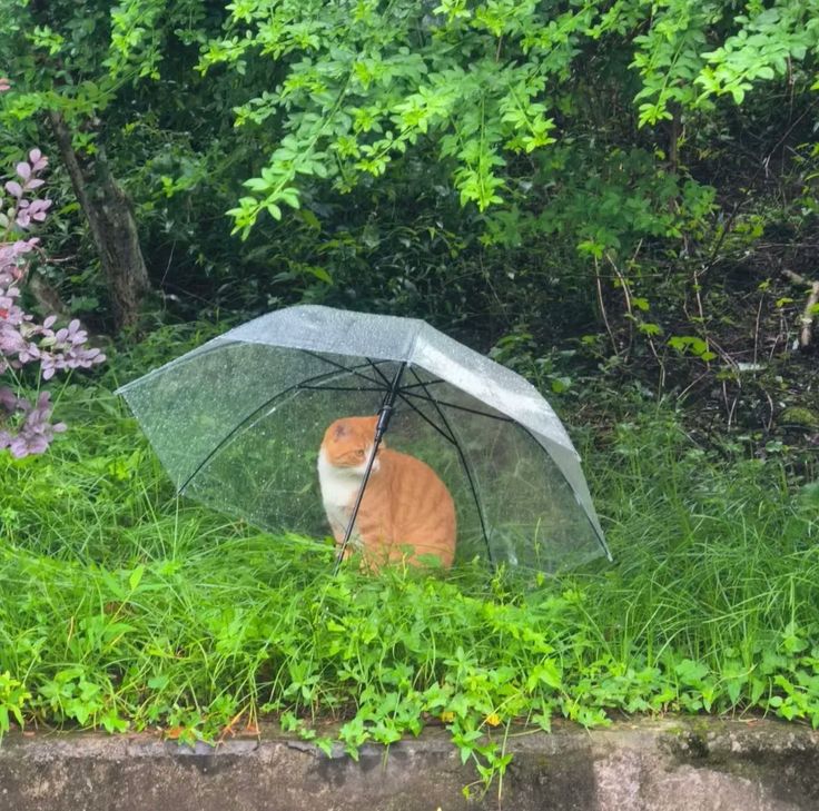 Purely Green tweet media