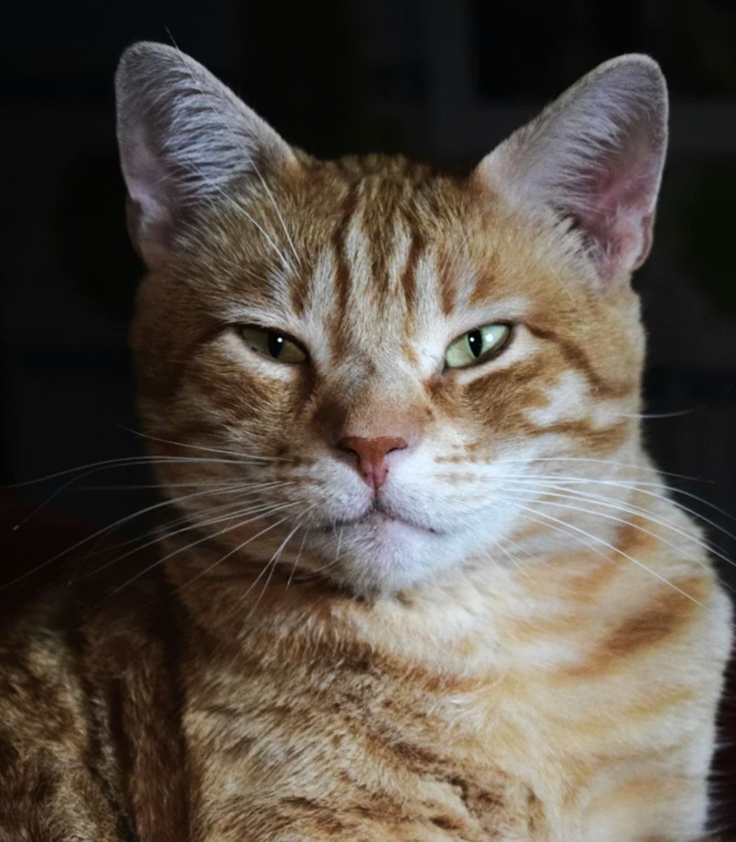 A cat has been banned from a school campus after allegedly triggering the college's security system

Rebel has spent months wandering into classrooms and students now want to build him an outdoor hut