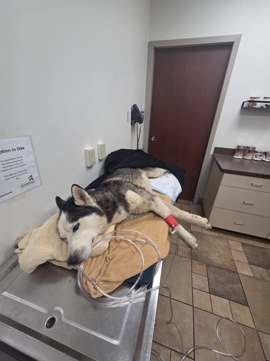 JacobC40041229's tweet photo. 10/10/21 - 2/26/26 
Rest in peace my beautiful baby boy. One of the saddest days of mine and Ricky's entire life. If I could give my arm and foot to still have you around I would.  I miss you so much.
I love you so so so much and you not being here has left a void in my heart 💔 https://t.co/PoMHJ8nvcI