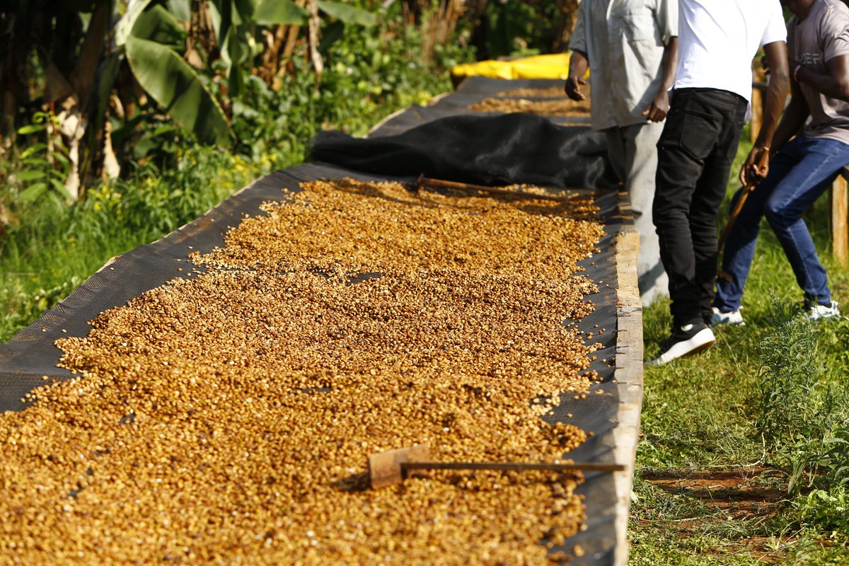 agnimble's tweet photo. Coffee isn’t built in one season.
It takes patience, collaboration, and long-term commitment between producers and buyers.
Sustainable coffee is built over time.

Planning 2026 sourcing? Let’s connect.

👉 https://t.co/eWwRrFT1jw https://t.co/IIIl5rT8yP