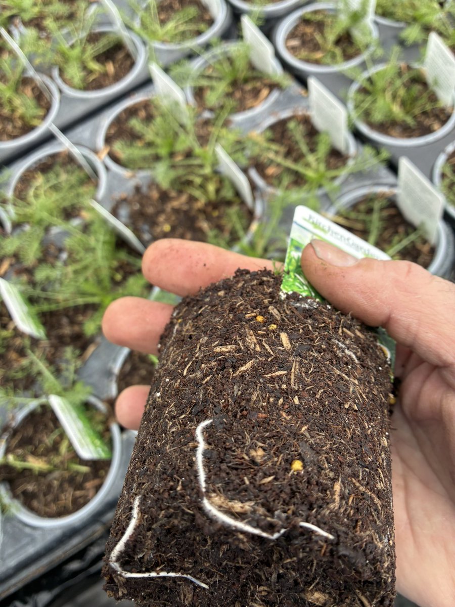 kitchenGarden tweet media