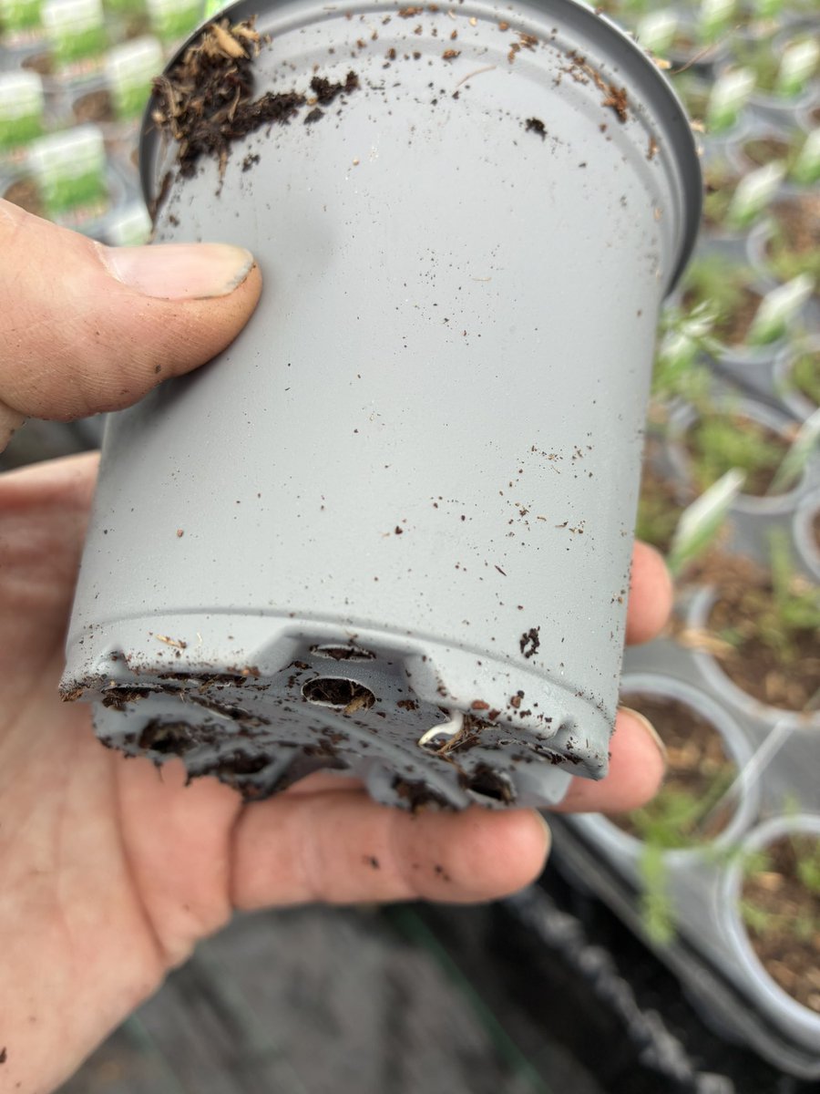 kitchenGarden tweet media