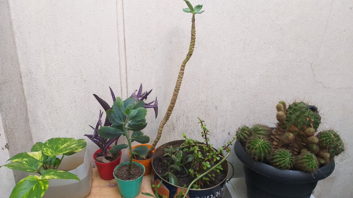 Ya podría decir estoy para tramitarme no la jubilación, la partida de defunción directamente. 
Soy ésto. Rescato plantitas.