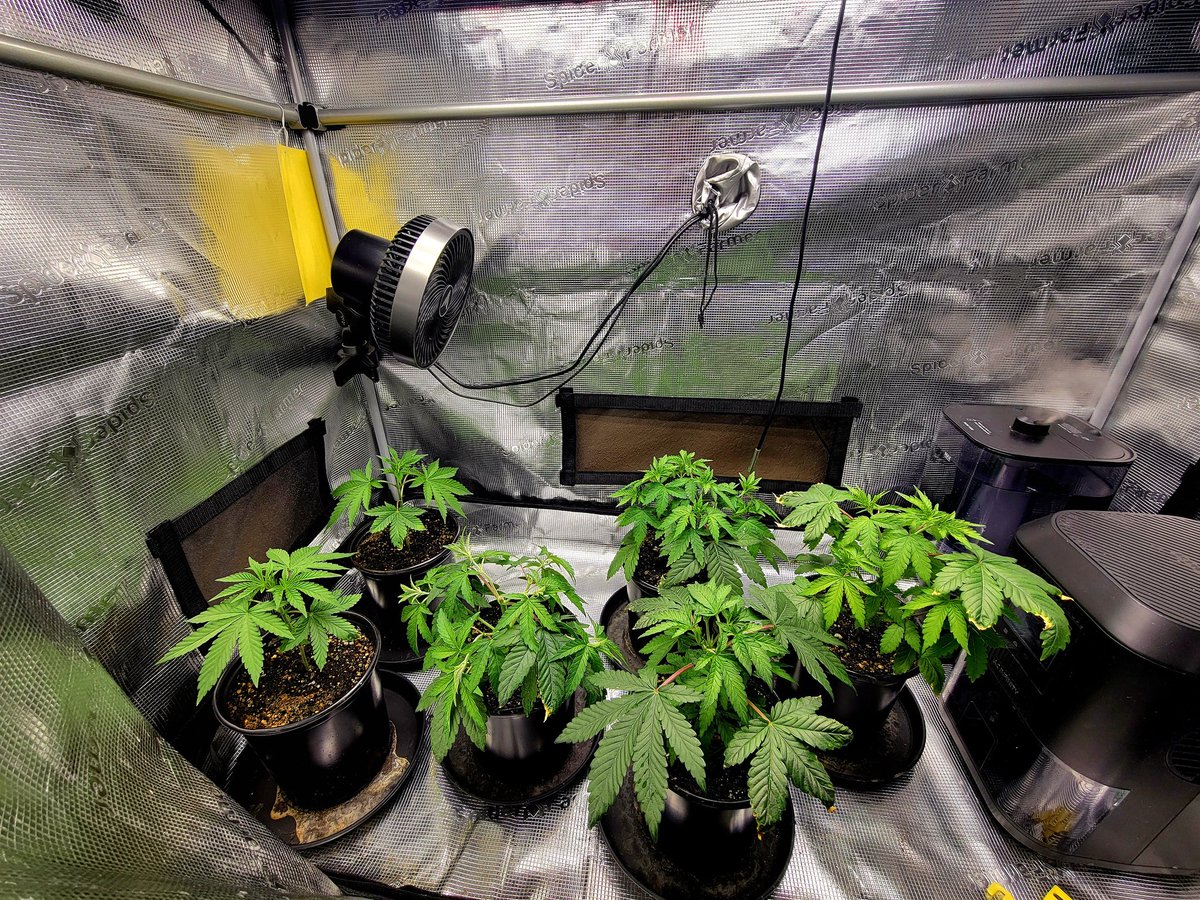 Day 16 Veg
Frosted Socks F1 from <a href="/SwankGenetics/">Swank Genetics</a> x <a href="/FTStashPodcast/">From The Stash</a> 🧬
The left 2 have rebounded after a rough transplant, and waiting on 4 clones to show sex for final transplant, much love and happy Friday! Man these lil plants stink like teriyaki chicken fart hell!🤣
NFSOT FEPO